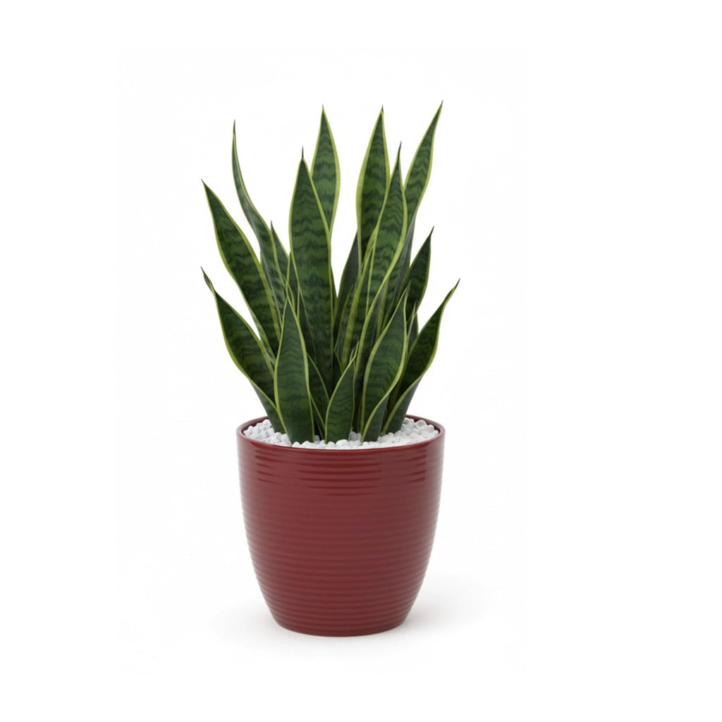 Indoor plants in ceramic pot combo- Money plant, Snake plant, Chinese evergreen