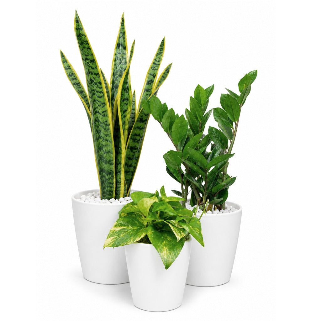 Beginner friendly- Easy care Indoor plants in ceramic pot combo- Z z plant- Snake plant- Pothos