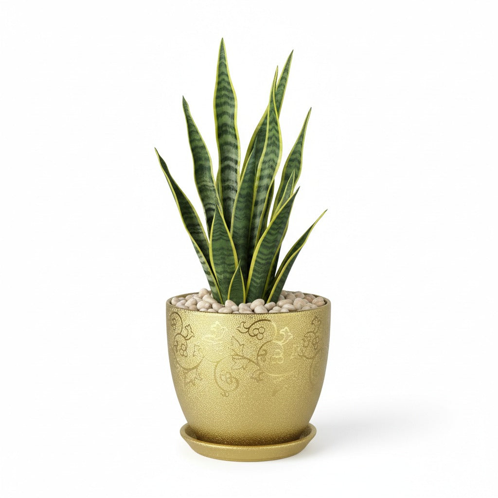snake plant gold pot Snake plant(Sansevieria)in royal gold ceramic planter
