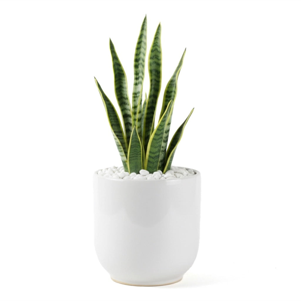 snake plant in white planter Snake plant- Sansevieria in white ceramic planter