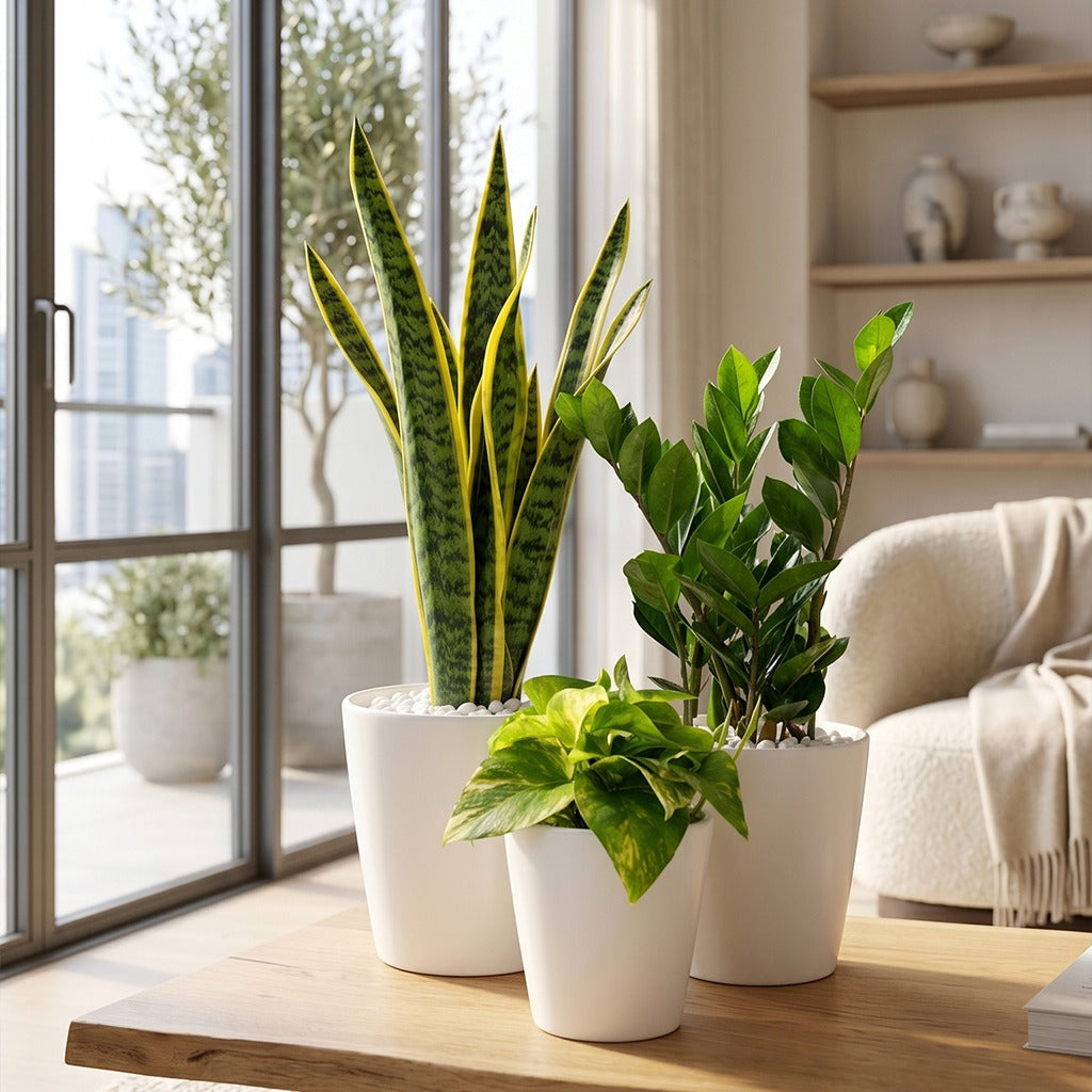 Beginner friendly- Easy care Indoor plants in ceramic pot combo- Z z plant- Snake plant- Pothos