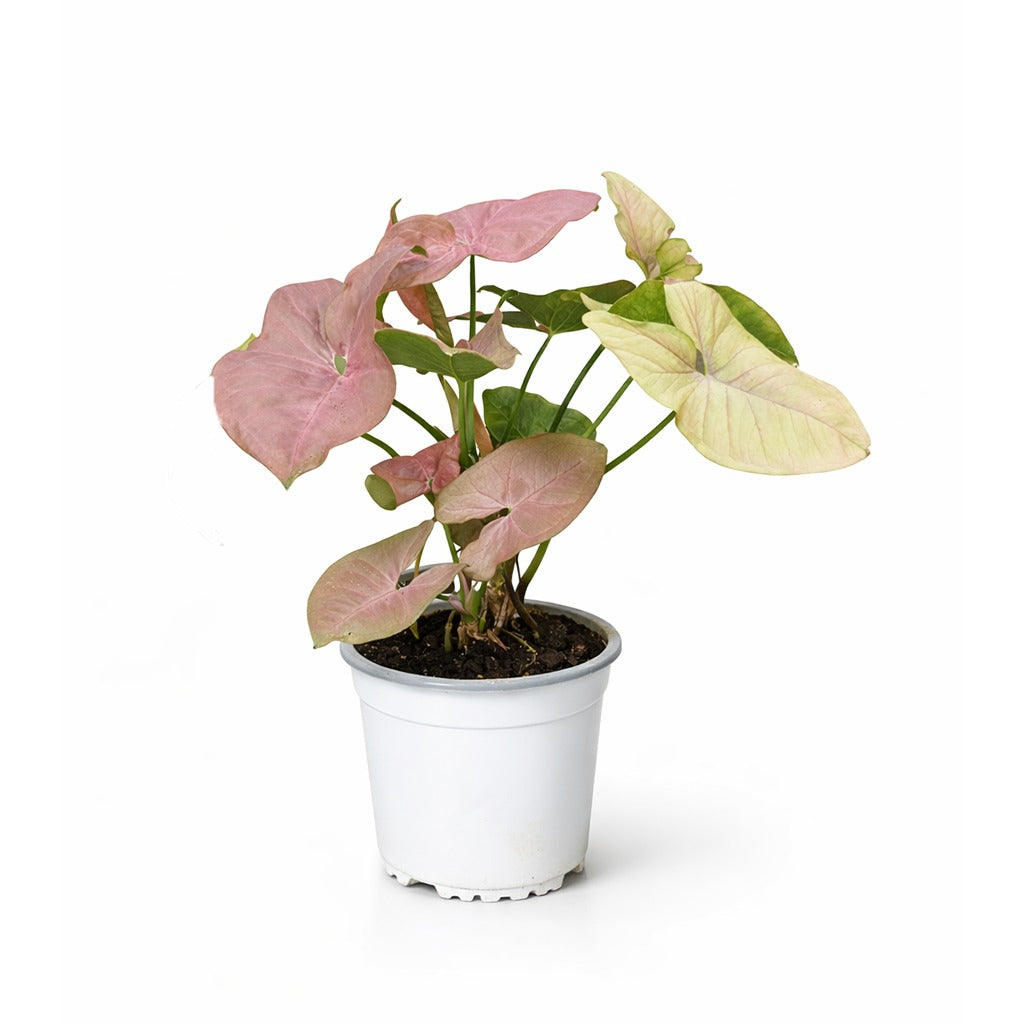 Syngonium podophyllum 'Neon Robusta'- Pink Arrowhead Vine