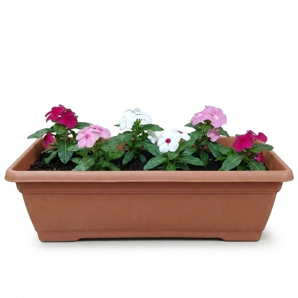 Vinca rosea Assorted colour  -Periwinkle- Madagascar Periwinkle in rectangular planter